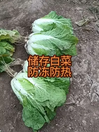 ������ȷ�˷������ȶ���Ҫ