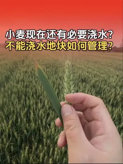 小麦现在还能不能浇水？不能浇水地块如何管理？#小麦 #农业植保知识分享 #小麦高产技术 #分享农业知识帮农民增产增收 #小麦灌浆期管理
