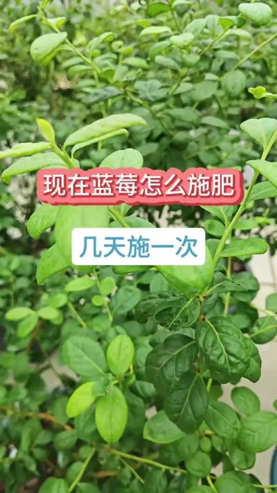 ����ݮ��ô�������Ļ�ѿ�ֽ�������ݮ��ôʩ�ʹ�������ͥ������ݮ��������������ݮ��ݪֲҪ��#��ݮݪֲ #������ݮ #��ݮʩ�� #��ݮ���� #��ݮ��