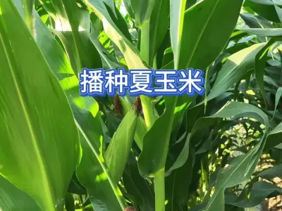 ������ʲôʱ�䲥�����ɲ�������ԭ���ֹ������׵ĵؿ��ϼ���ݪֲ #��ũ #ũҵݪֲ #��ũ������ #һ�ݸ���һ���ջ� #������ 