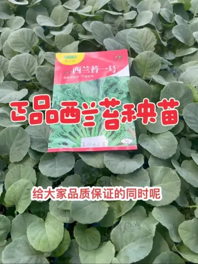 ����̦�����������������������Ļ�����̨��ĭ������¶��С��԰������ݪֲ���ﲥ��֪����ʲô����٭ץ��ݪֲ������#����̦ #����̦���� #����̦��ժ #����̦���� #����̦��ô��