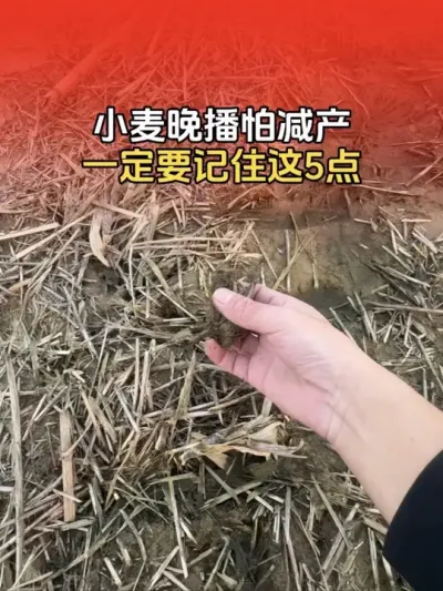 С�������¼�����������5����Խ�����������ɵļ���Σ����#С�� #С��ݪֲ #С��ݪֲ�������� #����ũҵ֪ʶ��ũ���������� #����ũҵС֪ʶ