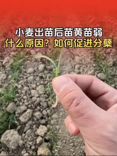 С������Ϊʲô���������С���ձ���������������С�������#С��ݪֲ #С�� #����ũҵ֪ʶ��ũ���������� #С��ݪֲ�������� #С��߲�����