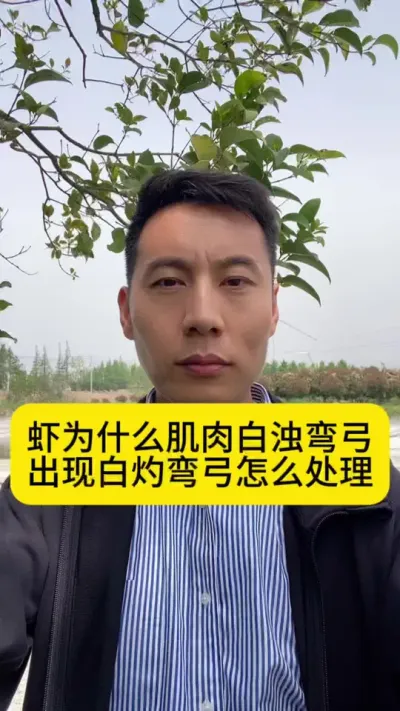 虾为什么肌肉白浊弯弓？出现白灼弯弓怎么处理？#南美白对虾 #冬棚养虾 #小棚养虾 #工厂化养虾 #创作灵感