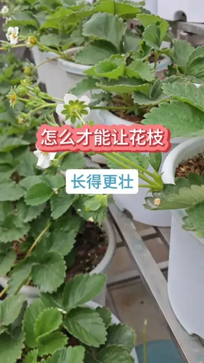 ��ô���Ż��û�֦���ø�׳����ݮ��������ôʩ������ݮ������Ҫ��#�ֲ�ݮ #��ݮ�� #���Բ�ݮ #��ݮݪֲ #��ݮ����