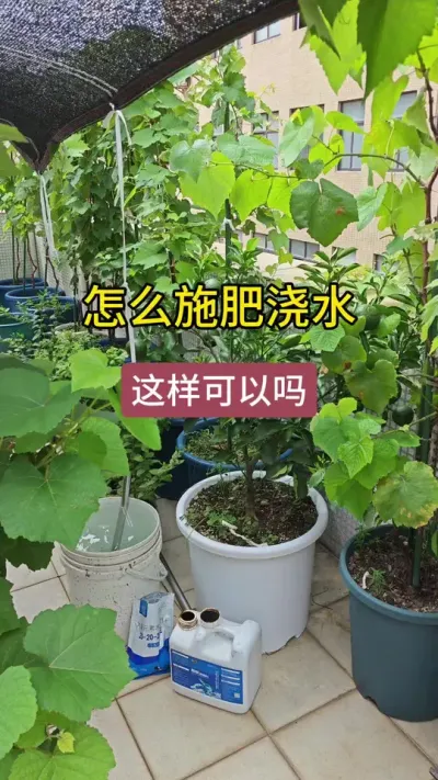 ���ѵ�����������������ôʩ�ʽ�ˮ��������ô������#����ݪֲ���� #����ݪֲ #������ #������ #����ʩ��