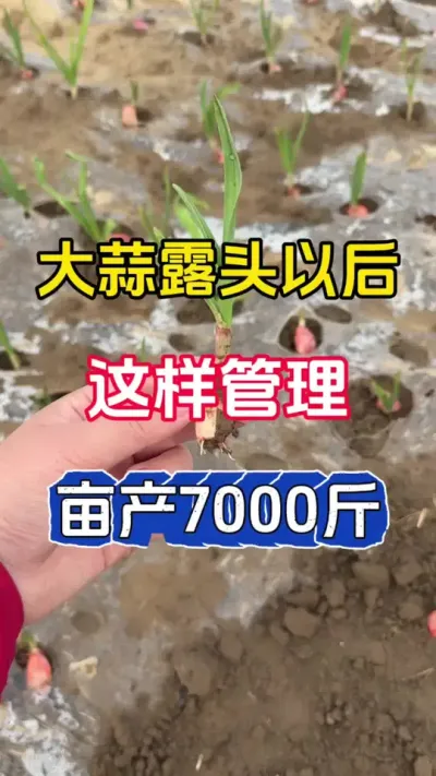 ����¶ͷ�Ժ�����������Ķ��7000��#ũҵݪֲ #��ũ #����ݪֲ#�������#����߲�