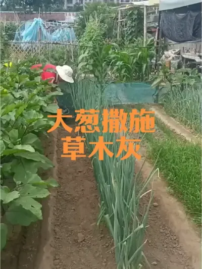 ���մ����ʩ��ľ�Һ�����Ҫ#��ľ��