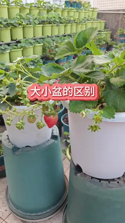 ��ݮ�ö���������ݮ��ݪֲҪ������ݮ��ݪֲ��������ݮ������ #��ݮݪֲ #��ݮ���� #���ݪֲ�ݮ #��ݮ���� #���Բ�ݮ