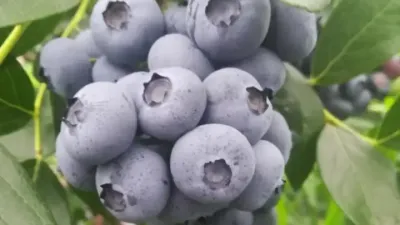 ����ѧԺũҵ��ѧѧԺ�������о�Ա��˵����������������ݮ������������