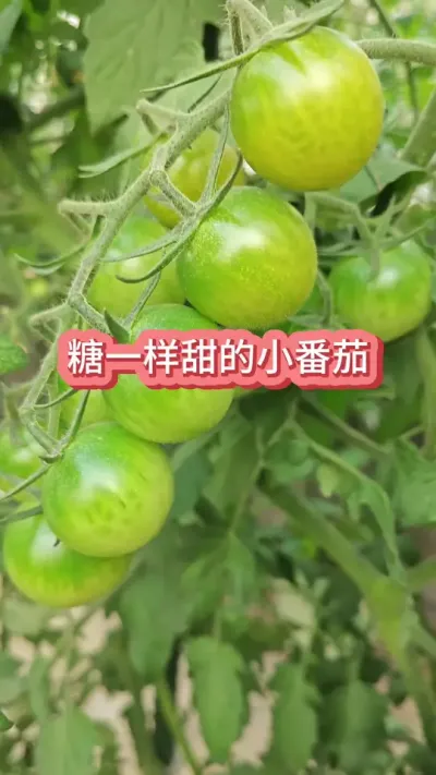 ������ʲôС������ʲôС���Ѻ�����ʲôС���Ѻó� #С����ݪֲ #С���� #ˮ������ #���Է��� #����ݪֲ