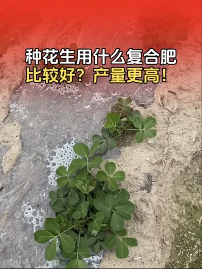 种花生用什么复合肥做底肥比较好？产量更高？#农业种植 #三农 #花生 #花生种植 #服务三农支持三农