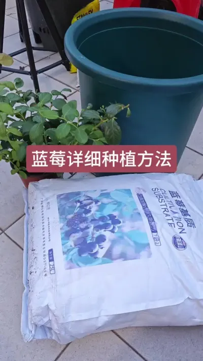 ��ô����ݮ����ݮ��ݪֲҪ����������ô����ݮ�����ڻ�������ݮ��#��ݮݪֲ #��ݮݪֲҪ�� #��ݮݪֲ���� #��ݮ�� #������ݮ