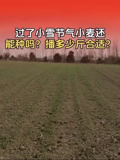 С��ݪֲ ����Сѩ����С���ܲ���������������ӽ���������#С��ݪֲ #С�� #С��ݪֲ�������� #����ũҵ֪ʶ��ũ���������� #��ũ