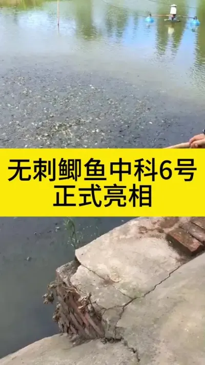 �޴���������#����#������ֳ#����#����#ˮ����ֳ