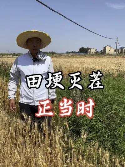 田埂这个时候打灭欢效果好#老百姓关心的话题