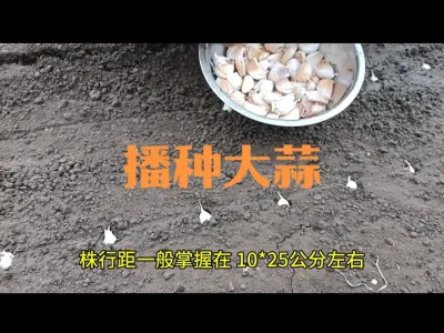 ���ִ��⼰�������ֲ��˴�е��߲ˣ������꣩