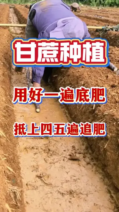 �ָ�����Ҫһ��ʵֵ��������׷����һ����������#����ݪֲ#�������#����