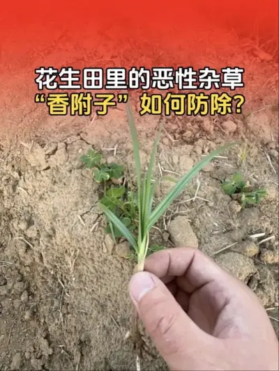 花生田里的恶性杂草，香附子如何安全防除？#农业植保知识分享 #传播农业小知识 #分享农业知识帮农民增产增收 #花生 #花生除草