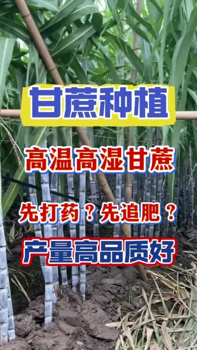 ���¸�ʪ���������������ȴ�ҩ�վ�ʩ�ʲ�����Ʒ�ʺ�#����ݪֲ #������� #����ν�