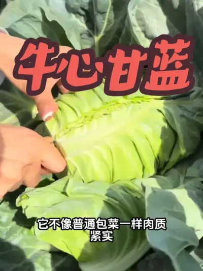 ţ�ĸ��� ţ�ĸ���ݪֲ�����������и���̨СԺ����٭������ֱ��ݪֲ�����Ӿ����ҵĳ���#ţ�ĸ��� #ţ�İ��� #ţ�İ����� #�ҵ�ũ������ #��ũ������