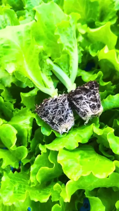 �������������ϲ������٭ץ��ݪֲ������#��ũ������ #�߲� #�ҵ�ũ������ #ũ������һ��ƽ�� #��������