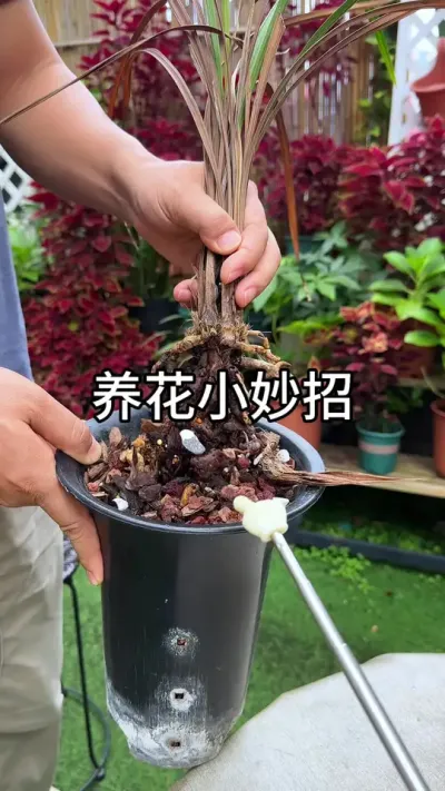 ����С����#������ֲ