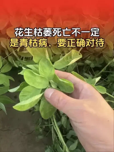 ����ҶƬ��ή�������綨��&ldquo;��ݲ�&rdquo;��Ҫ��ϸ�б��׼ȷ���ɲ�����#ũҵݪֲ #�����߲� #����ݪֲ #����ݪֲ�������� #����ũҵ֪ʶ��ũ����������