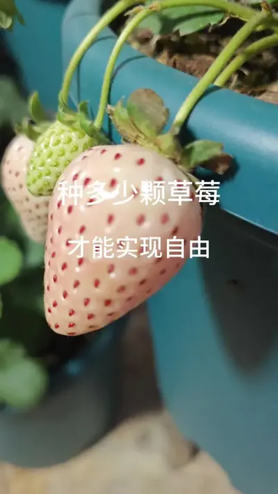 ժ��ݮ������ݮ������Ҫ�������ݪֲ�ݮ���ײ�ݮ����������#��ݮ�� #��ݮ���� #��ݮʩ�� #��ݮݪֲ #���Բ�ݮ