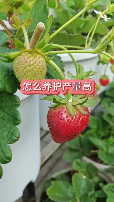 ��ݮ����ô���������Ÿ�����ݮ������Ҫ������ݮ���������� #��ݮݪֲ #��ݮ����Ҫ�� #��ݮʩ�� #���Բ�ݮ #��ݮ