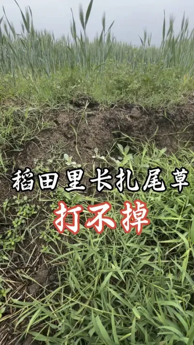 稻李氏禾打的很漂亮，还送助剂，真的很便宜，#分享农业知识帮农民增产增收 #我的乡村生活