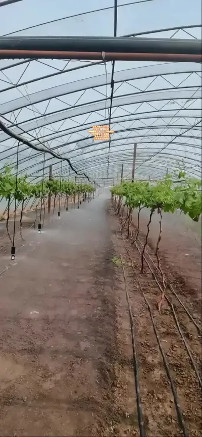葡萄棚降温方法！