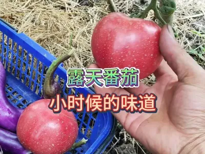 ¶��ݪֲ�����ֳ�Сʱ���ζ������һ��Ҫ��Ȼ�죡�ֳɵ��������� #��ũ #ݪֲС���� #����ͷ��һ�� #Сʱ��ζ�� #¶�췬�� 