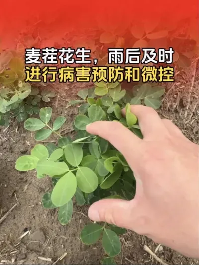 ��绨�������ʵʱ���ϵ�һ���ײ����Ի������в���Ԥ����΢�ع�����#����ݪֲ #�����߲� #�����߲�ݪֲ #�����߲�ݪֲ���� #����ũҵ֪ʶ��ũ����������