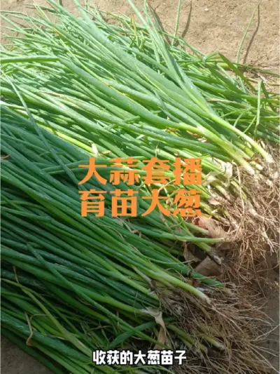 大蒜如何套播育苗大葱、如何平畦移栽大葱？#大葱