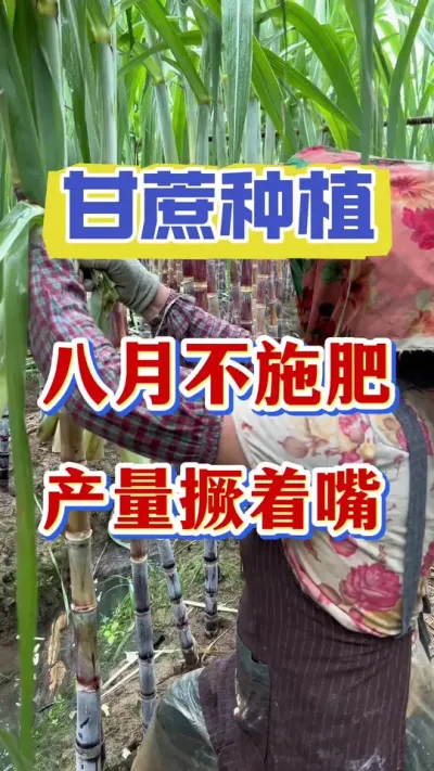 ������²�׷��������������#����ݪֲ#����ʩ�� #����