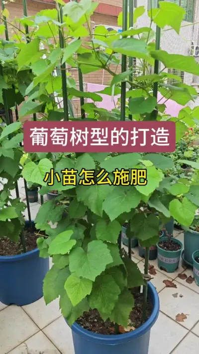 ���ѵ�ݪֲ������������ô�����������ѵ���������#����ݪֲ #����ݪֲ���� #����ݪֲҪ�� #�������� #������