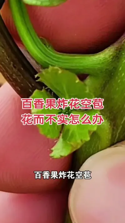 百香果炸花空苞，花而不实怎么办？#钦蜜9号百香果 #百香果 #百香果种植 #百香果种植技术 #浩伟方