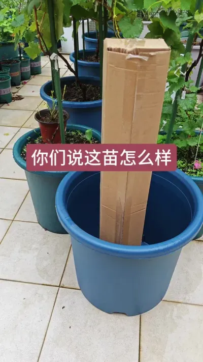 ����С����ô�����������ö�������������ʲô����������#����ݪֲ #������ #������ #����ݪֲ���� #��������