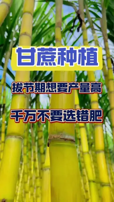 ����ν�������Ҫ����ѡ���˷��������ڸ�����﷭�˳�#����ݪֲ#�������� #����ν�