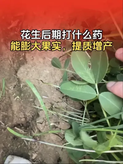 ����������ʲôҩ������ʵ������������#�����߲� #�����߲�ݪֲ #����ݪֲ #����ݪֲ�������� #����ũҵ֪ʶ��ũ����������