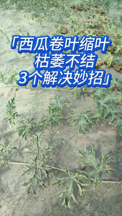 西瓜卷叶缩叶根系弱，3个妙招，尤其第三，人人可操作 #西瓜种植 #西瓜种植技术分享 #西瓜种植技术 #种西瓜 #西瓜高产