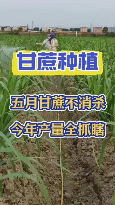 甘蔗度过幼苗期，五月份就进入了消杀的关键期，这一边的消杀工作决定一年的产量和品质#三农 #甘蔗种植 #甘蔗施肥方法 #甘蔗