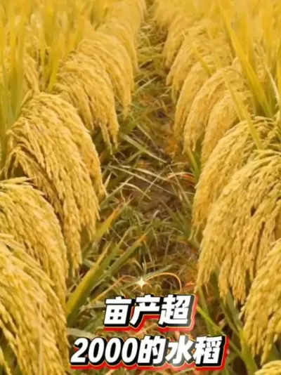 #ˮ��ݪֲ #������ũ֧����ũ #���������� #ũҵݪֲ