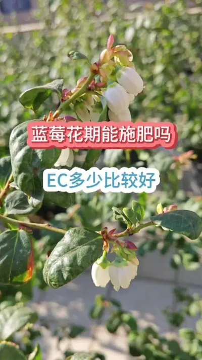 ��ݮ�Ż���ʱ����ôʩ������ݮ�Ż�ʩʲô������ݮ������Ҫ��#��ݮ�� #��ݮݪֲ #����ݮ #������ݮ #��ݮʩ��