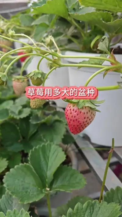 ��ݮ��ݪֲҪ������ݮ�ö�����������ݮѡ������ #��ݮݪֲ #���Բ�ݮ #��ݮ���� #��ݮ�� #�ֲ�ݮ