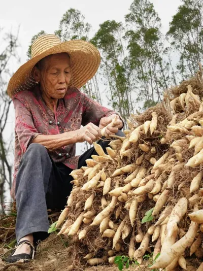 һ�ֲ�������ʳ��&ldquo;����&rdquo;������3���������ڸ���Ŵ���ԵĹ�� һ�ֲ�������ʳ��&ldquo;����&rdquo;������3���������ڸ���Ŵ���ԵĹ��#��ζ�й���¼Ƭ  #��ũ������2025  #�ҵ���������    #���� #����