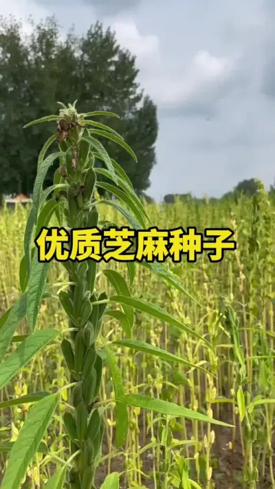 ����֥������#֥��ݪֲ #֥��ݪֲ���� #֥��߲� #֥������