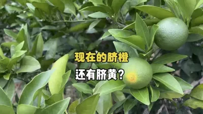 �ֽ׶ε������ô������Ʋ������� #����ݪֲ #��ũ #ũҵݪֲ#��� #������ 