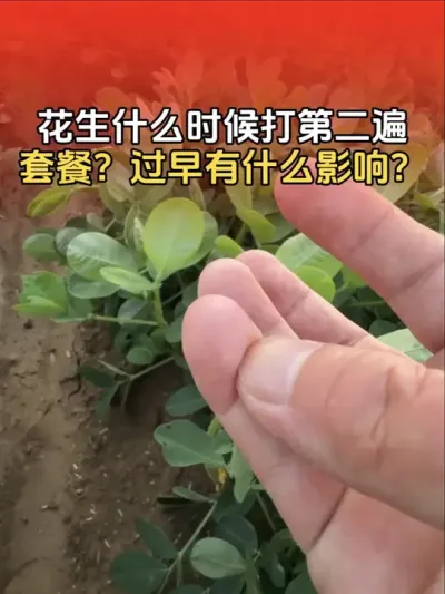 �����ڶ����ײ�ʲôʱ�����������ʲôӰ����#����ݪֲ #����ݪֲ�������� #�����߲� #�����߲�ݪֲ #����ũҵ֪ʶ��ũ����������